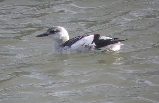Black Guillemot Plym Estuary, Devon