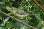 Blackpoll Warbler