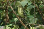 Blackpoll Warbler