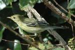 Blackpoll Warbler
