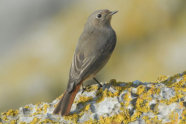 Black Redstart