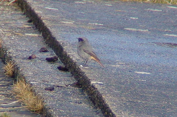 photo of male Black Redstart