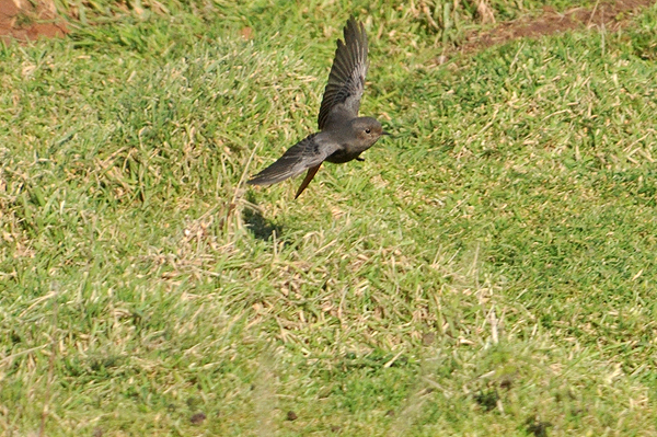 Black Redstart
