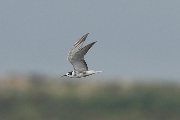 moulting adult Black Tern photo