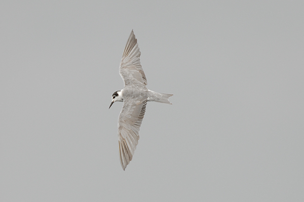 moulting adult Black Tern photo