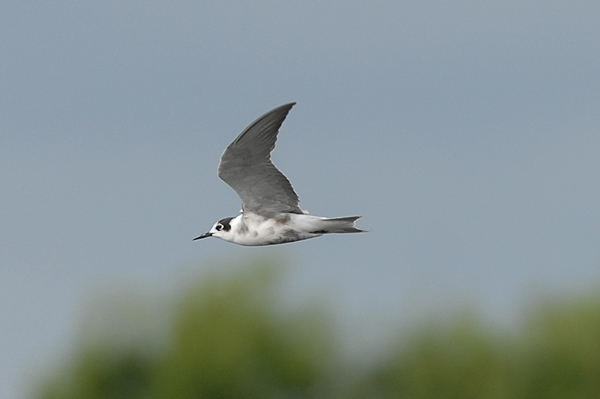 moulting adult Black Tern photo