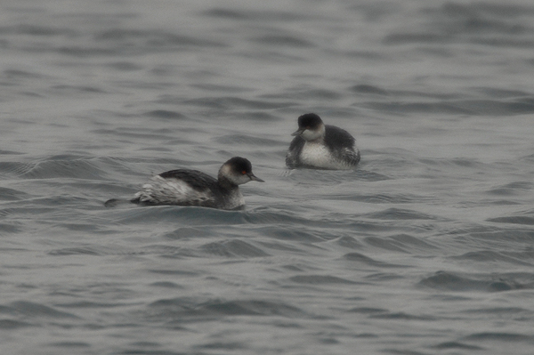 Black-necked Grebe