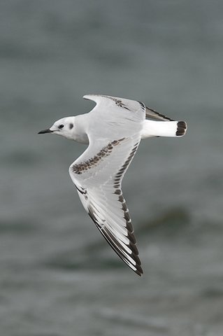 Photo of Bonapartes Gull in flight