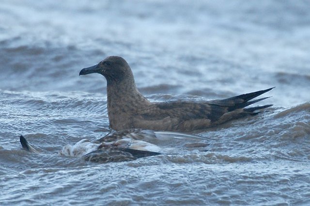 Great Skua