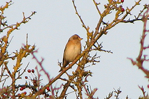 Brambling