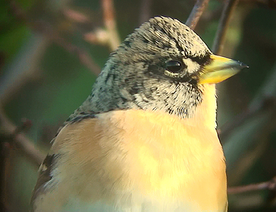 Brambling