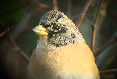 Brambling