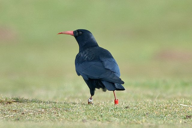 Chough Brean Down