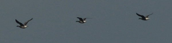 Brent Geese
