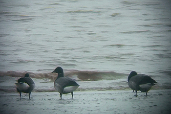 Brent Goose