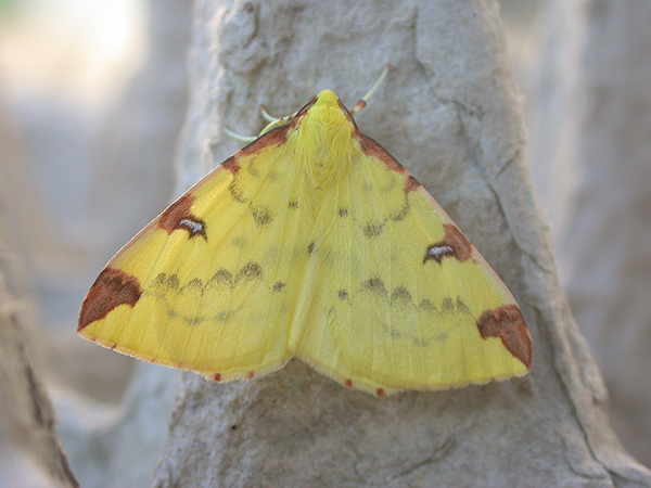 Brimstone moth