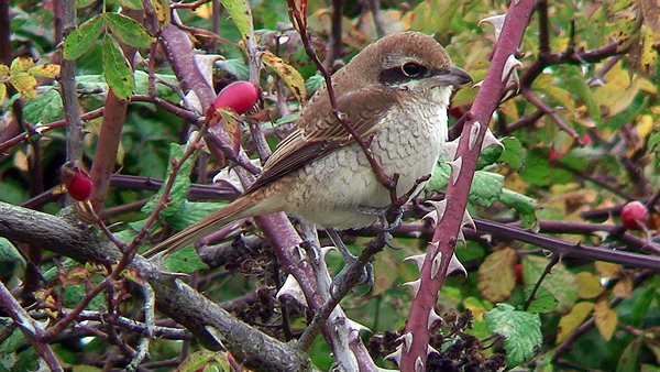 brown shrike