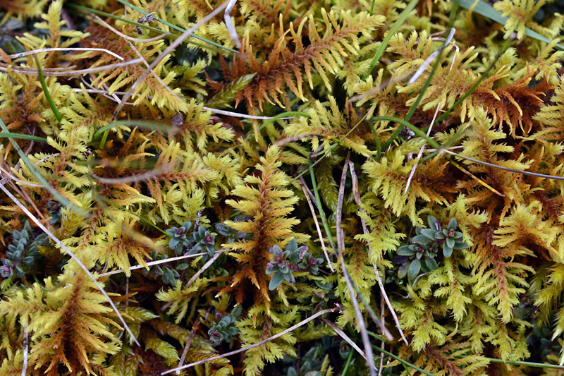 Abietinella abietina