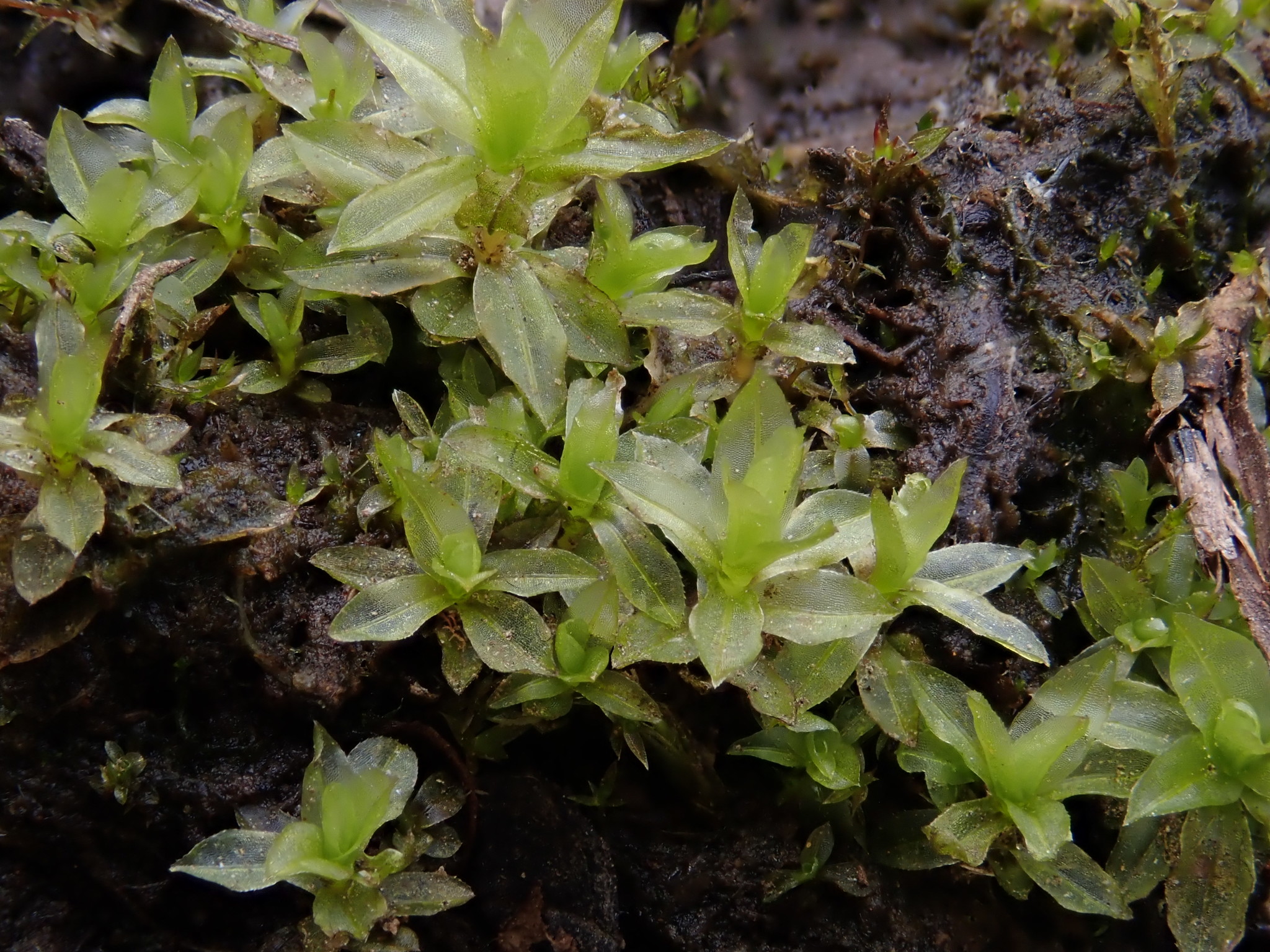 Atrichum crispum