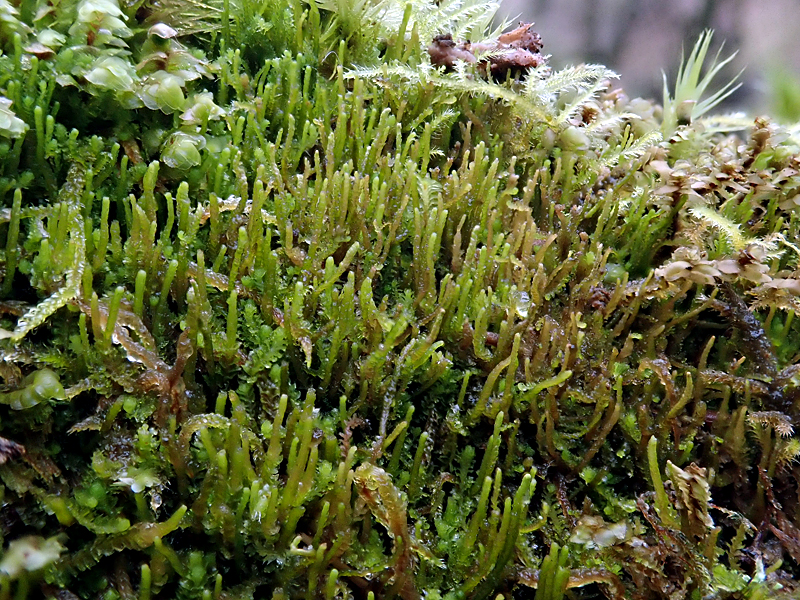 Barbilophozia attenuata