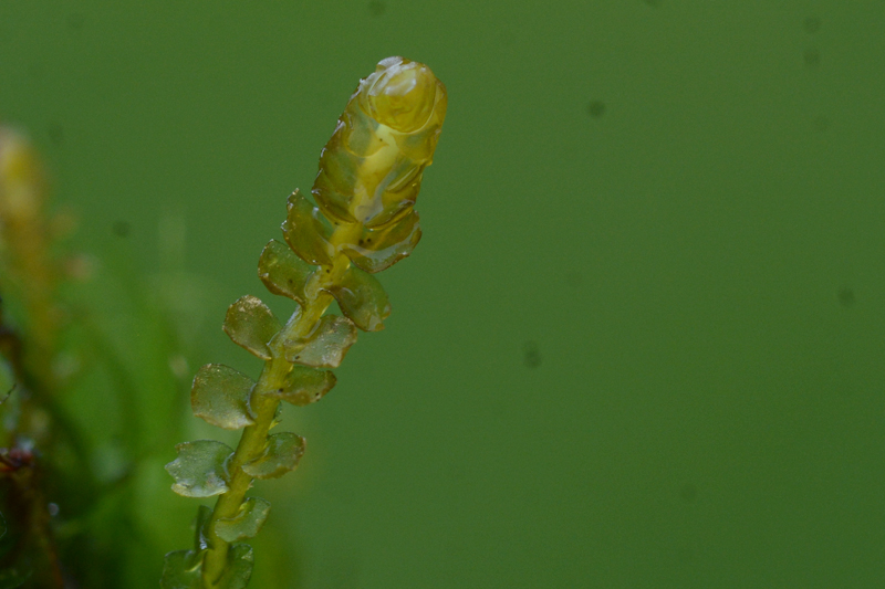 Barbilophozia floerkii