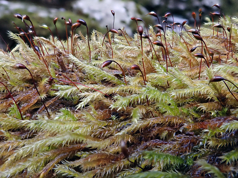 Brachythecium plumosum 