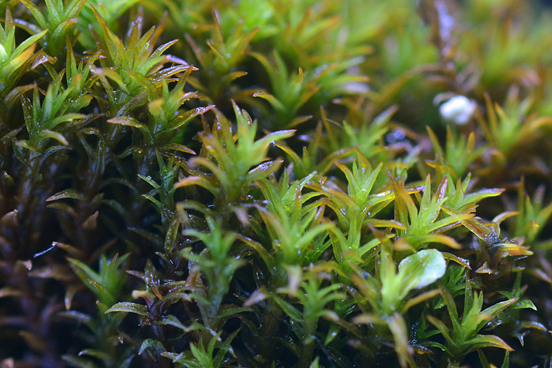 Bryoerythrophyllum ferruginascens