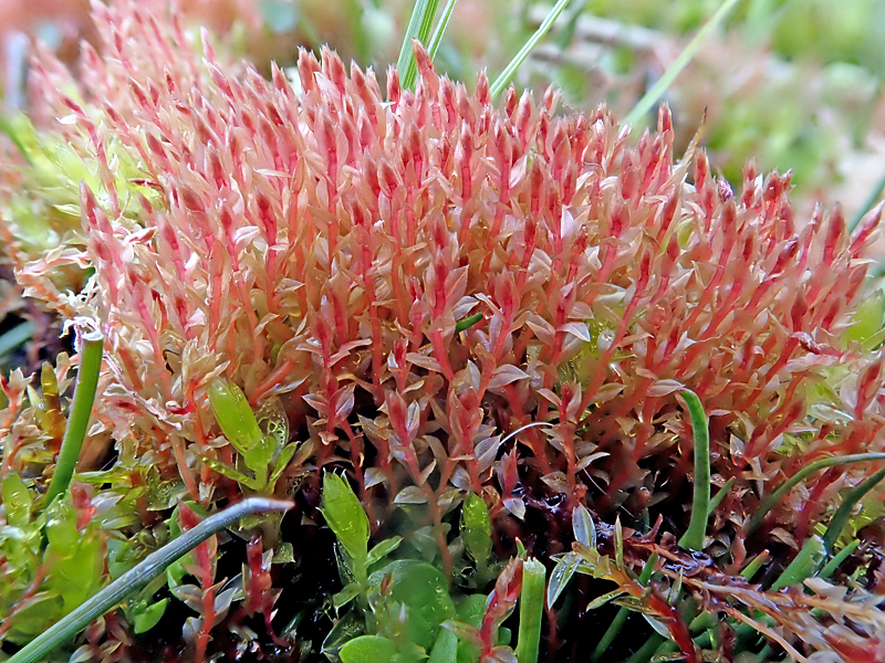 Bryum weigelii