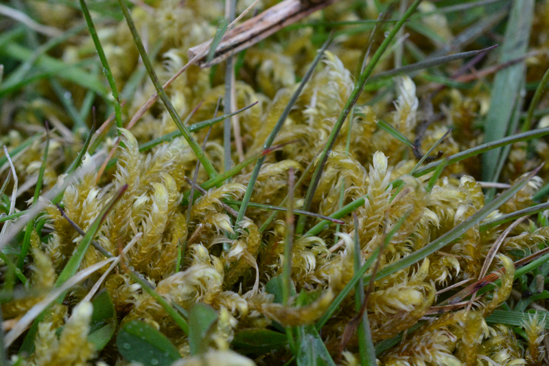 Calliergonella lindbergii