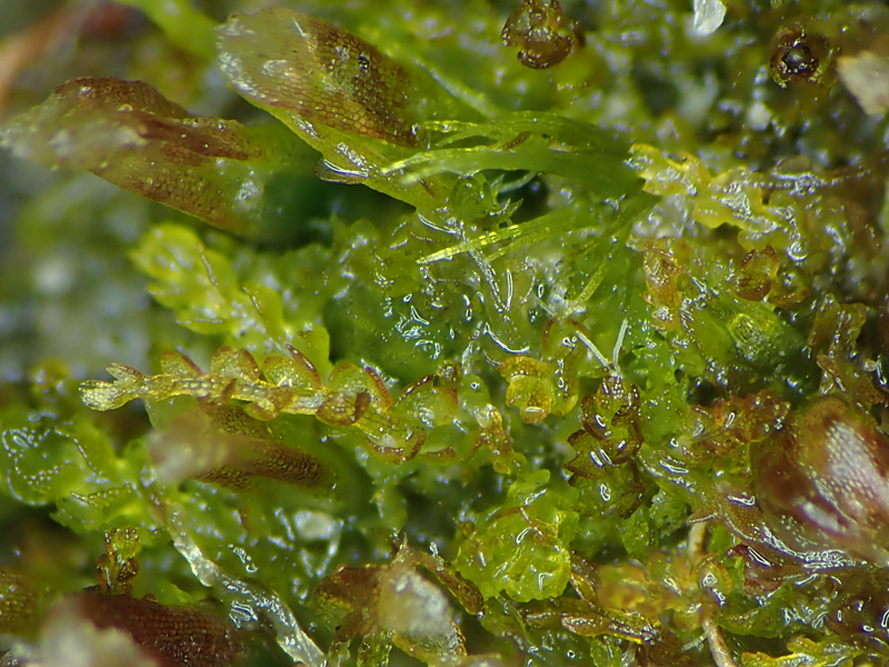 Cephalozia bicuspidata