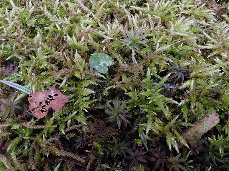 Cirriphyllum piliferum