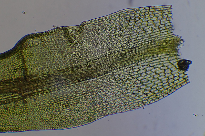 Dicranoweisia cirrata