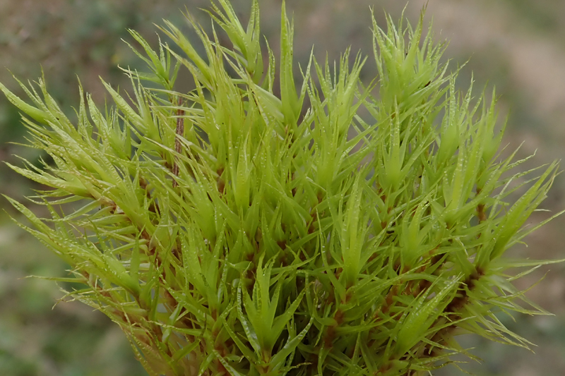 Dicranum bonjeanii