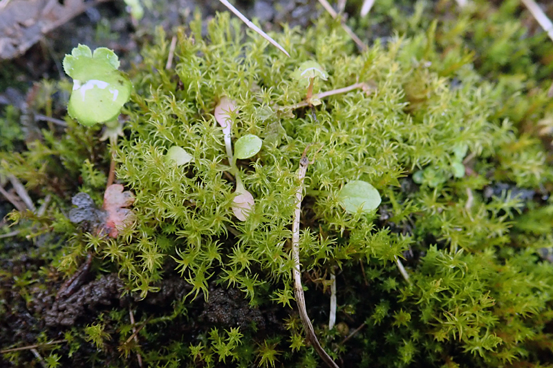 Didymodon insulanus 