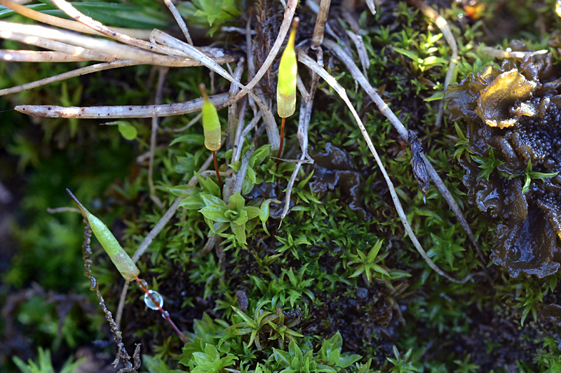 Encalypta vulgaris