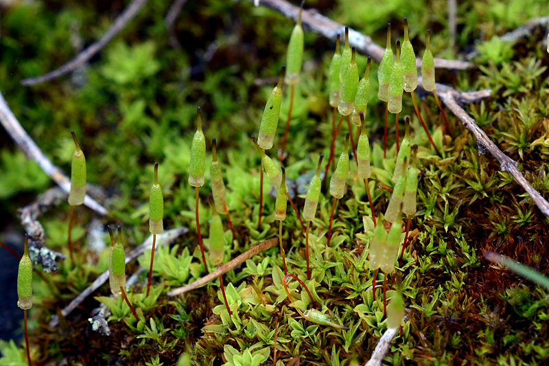 Encalypta vulgaris 