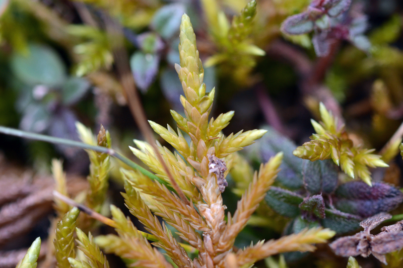 Entodon concinnus