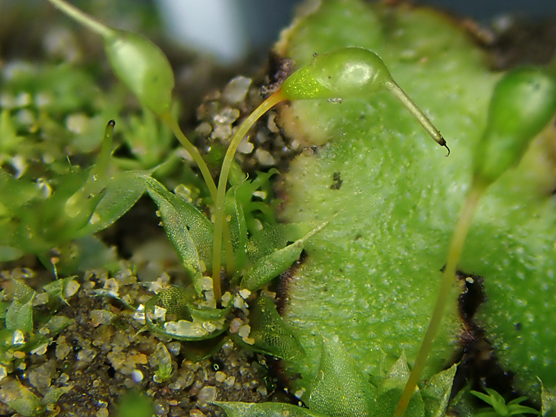 Entosthodon pulchellus