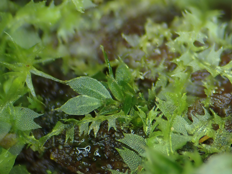 Epipterygium tozeri