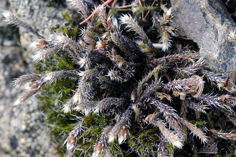 Hedwigia stellata