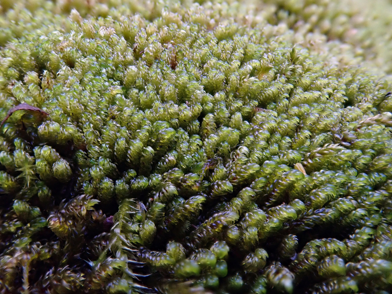 Hygrohypnum eugyrium
