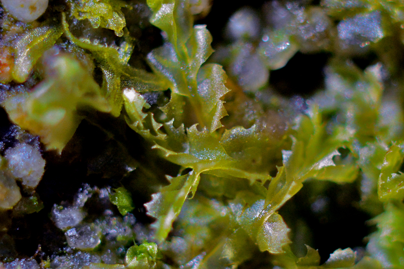 Lophocolea fragrans 