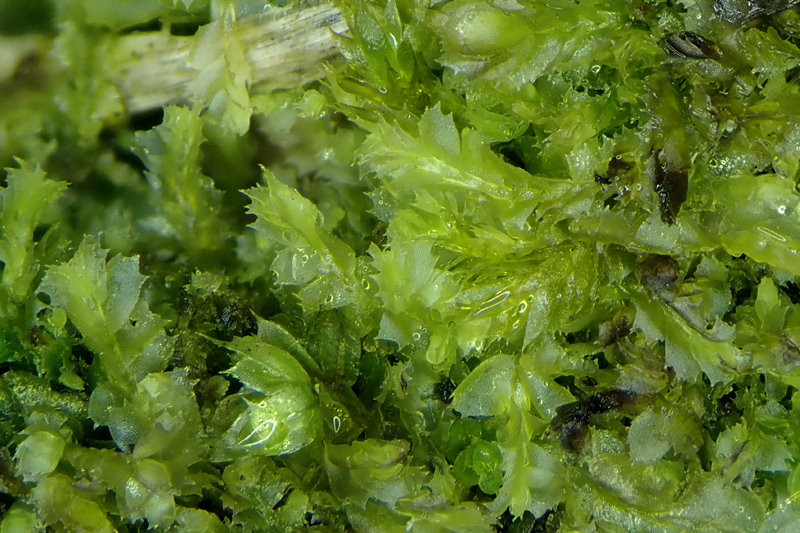 Bryum gemmiparum