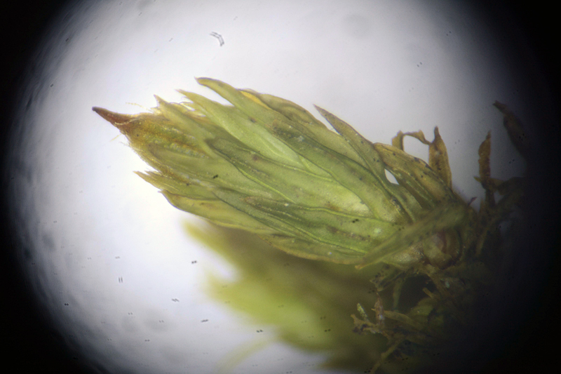 Orthotrichum affine