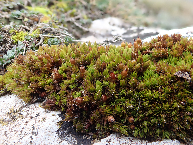 Orthotrichum cupulatum 