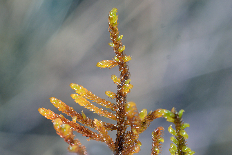 Palustriella falcata 