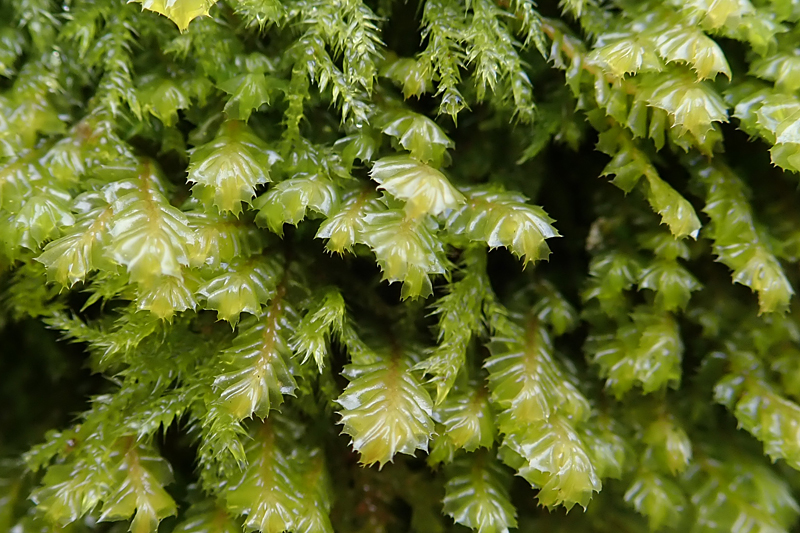 Plagiochila spinulosa 