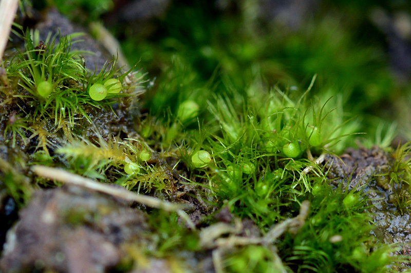 Pleuridium acuminatum