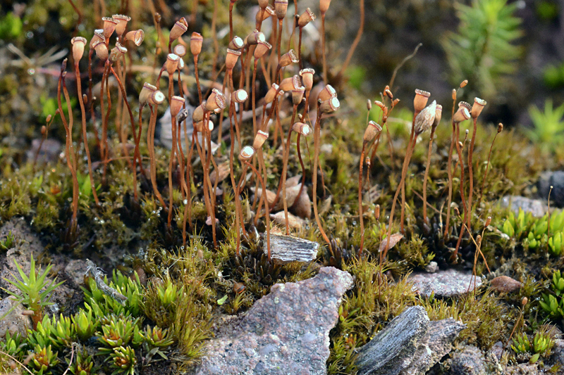 Pogonatum nanum 