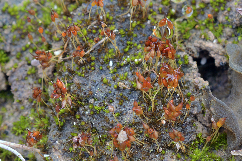 Pottiopsis caespitosa